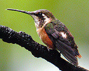 White-bellied Woodstar © John Muddeman